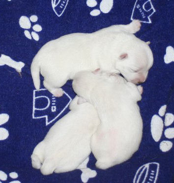 Westie  Babies von Oralee