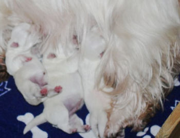 Westie Oralee mit ihren Babies