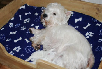 Westie Oralee mit ihren Babies